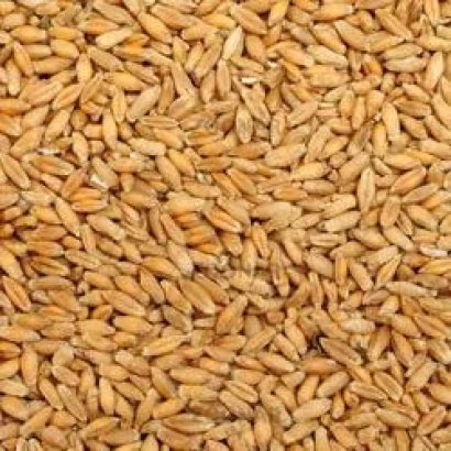 Зерно тритикале на фоне - Киевскэ ранне