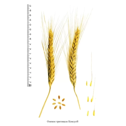Сімена тритикале сорту Консул