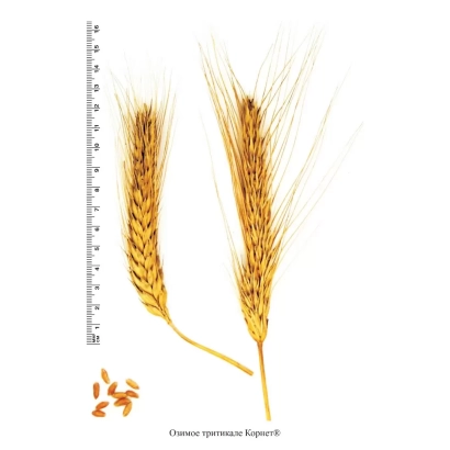 Dried triticale spikes of variety Kornet with grain and ruler for measurement