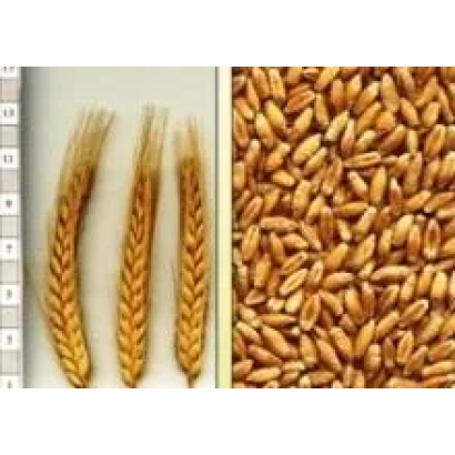 Тритикале: колоски и зерна - Коровай харьковский