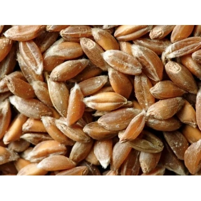 Крупний план зерен тритикале Квазар