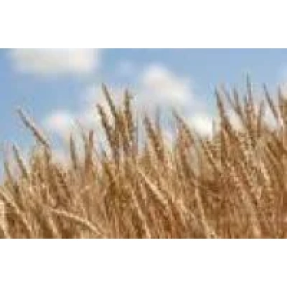 Золотое поле тритикале на фоне голубого неба - Ладне