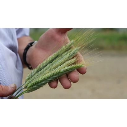 Рука тримає стебла тритикале на фоні поля - Лідер