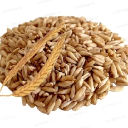 Колосок тритикале на фоне зерна тритикале - ЛОТАС