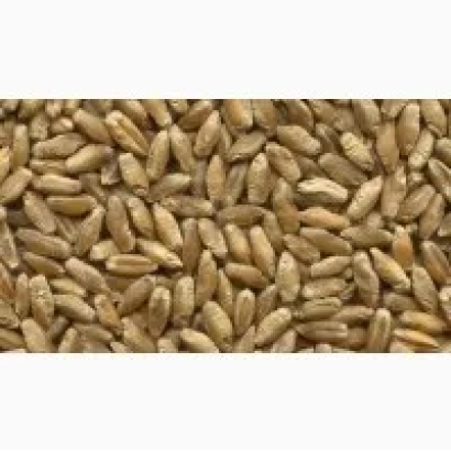 Зерно тритикале Любомир