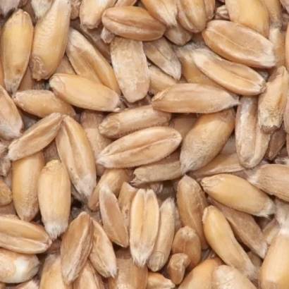 Triticale grains - NEMCHINOVSKIY 56