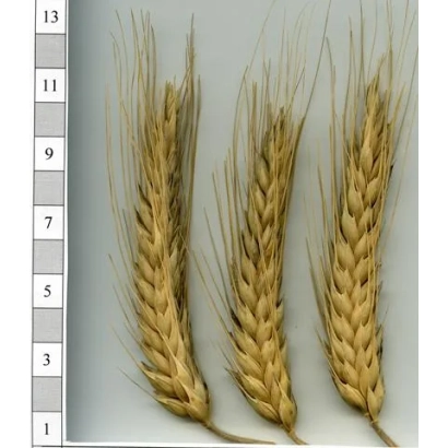 Три колоса тритикале на белом фоне - Обериг харьковский