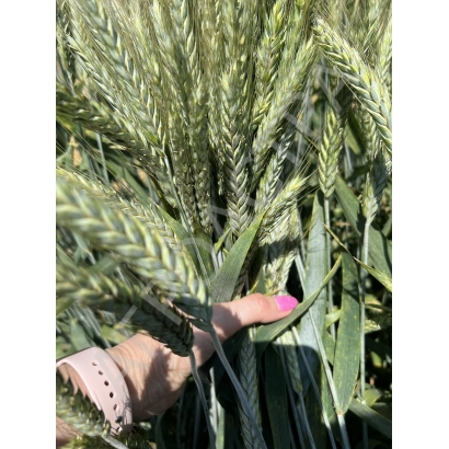 Hand holding triticale stalks against a field background - PAKHAR