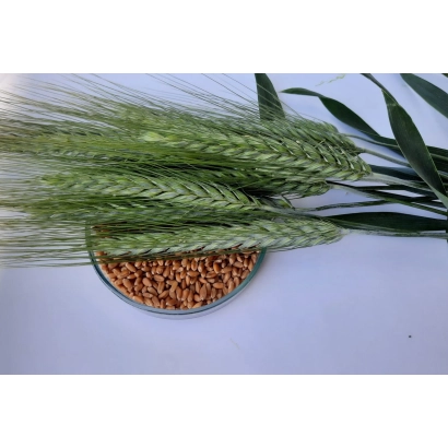 Зерно тритикале Полесский 7 на белой подложке с колосками