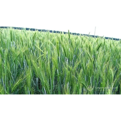 Зелёное поле тритикале - Полесский кормовой