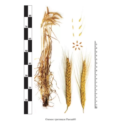 Rondo triticale seeds with label and ear samples