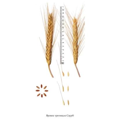 Зерно тритикале САУР с линейкой и колосками