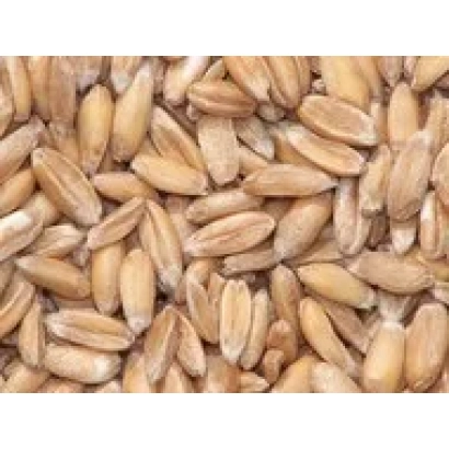 Triticale grains STAVROPOLSKIY 5