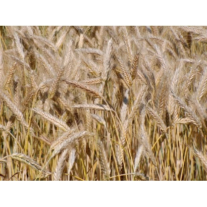 Golden ears of triticale against a field background - Tandem