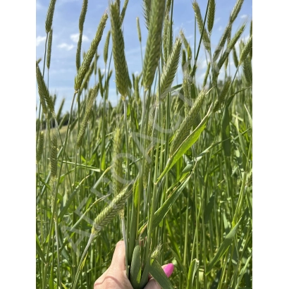 Рука тримає стебло тритикале на фоні зеленого поля - Торнадо