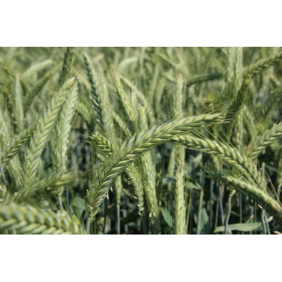 Поле тритикале с колосками - Триггер