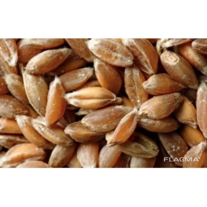 Зерна тритикале на фоне - Юбилейная