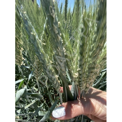 Triticale stems in a field - ULLUBIY
