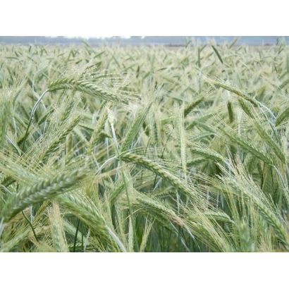 Поле тритикале с колосками на фоне неба - Ураган