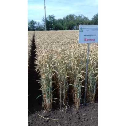 Полевая демонстрация сорта Тритикале ВЕНЕЦ на фоне поля