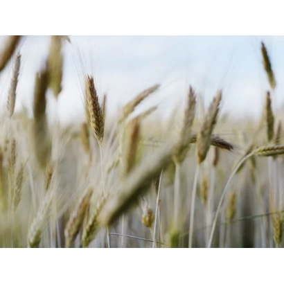 Поле тритикале с колосками на фоне неба - Вересоч