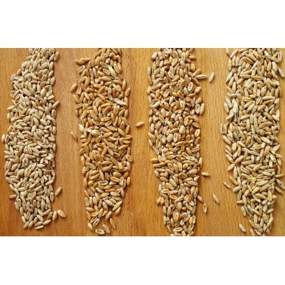 Зерна тритикале на деревянной поверхности - Всеволод