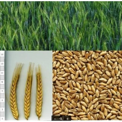 Triticale: ears and grains against a green field background - Vuiko