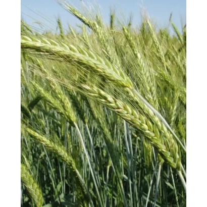 Золотистые колосья тритикале на фоне голубого неба - Злит харьковский