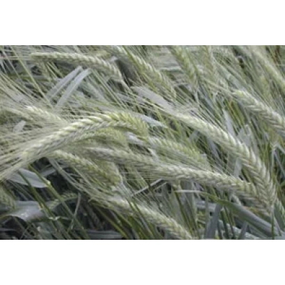 Степь с колосьями тритикале - ЖНЕЦ