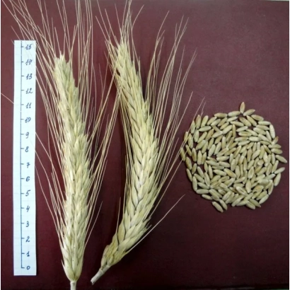 Стебли тритикале и зерно на тёмном фоне с линейкой для измерения - Зубр