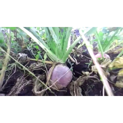 Свекла Турнепс растёт в земле - Афико