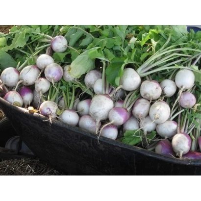 Свежие турнепсы в черной лотке на фоне зелени - Динар