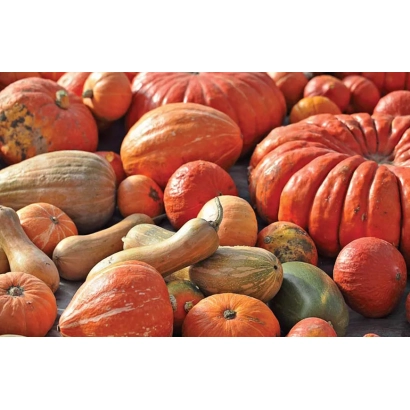 Collection of pumpkins of various varieties on the ground - AMATI