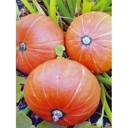 Three orange pumpkins on green grass - Amazonka