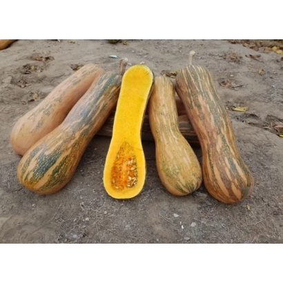 Тыква Аннушка, разрезанная и целые плоды на земле