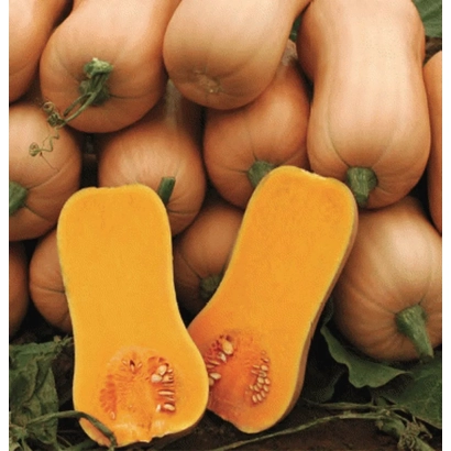 Sliced pumpkins against a background of whole pumpkins - Ariel