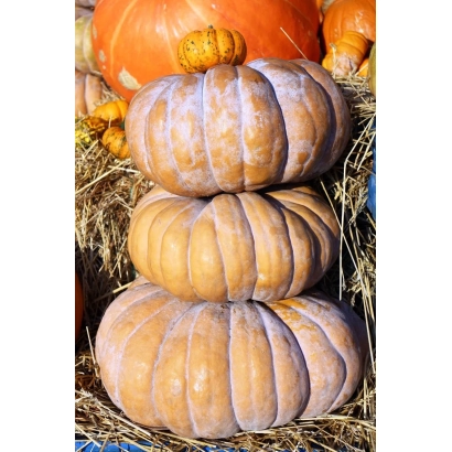 Стежок з гарбузів на сіні - Бальзам