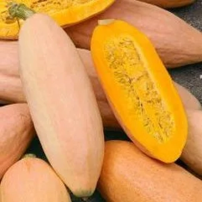 Pumpkin variety BANATA | BANATA