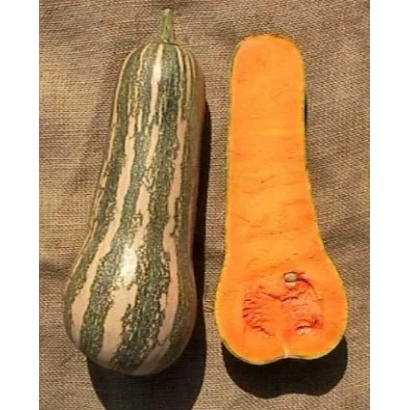 Две тыквы: целая и разрезанная, на ткани - БАРБАРА F1