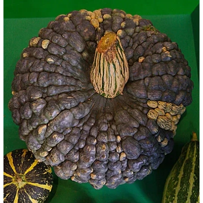 Pumpkin PRINCESS-FROG PUMPKIN on green background