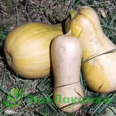 Тыква ЭЛИЯ на траве