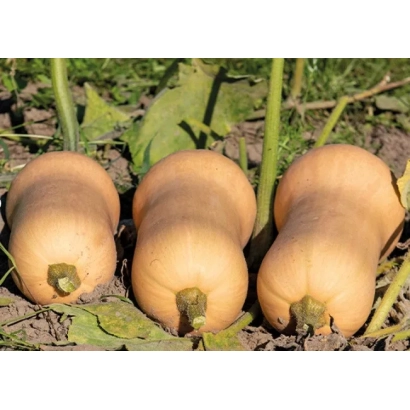 Тыквы сорта Элиана на грядке