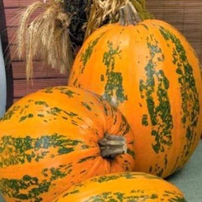 Турки гібриду 72 на фоні дерев'яної стіни