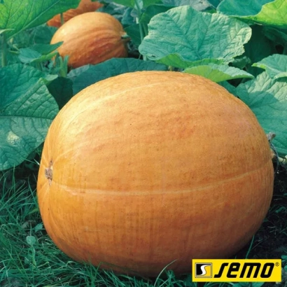Тыква Golias на фоне листьев - Голиаш