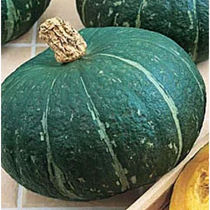 Зелёная тыква Каштанка с характерными полосами и грубым стеблем