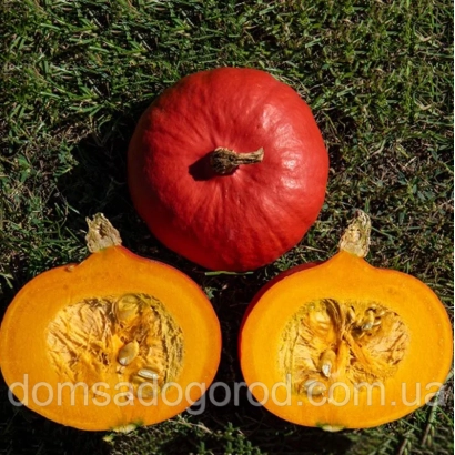 Red pumpkin Kenji Kuri on grass, cut in half