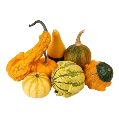 Группа тыкв и кабачков на белом фоне - КУРИЮТАКА