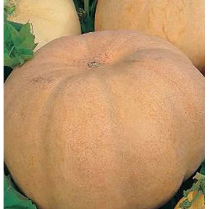 Тыква МАДАМ на фоне листьев