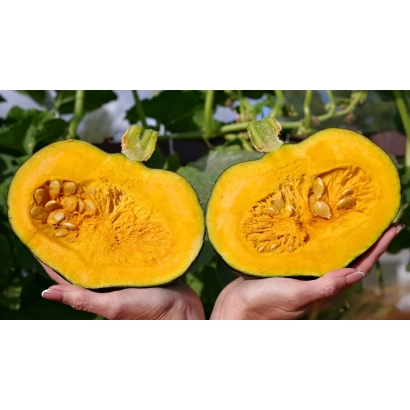 Разрезанная тыква Марисоль, удерживаемая руками на фоне зелёных листьев