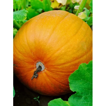 Тыква на грядке среди зелёных листьев - МАРСЕЛЬЕЗА